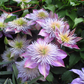Clematis Crystal Fountain - Live Plant in a 3.5 Inch Grower&
