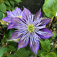 Clematis Crystal Fountain - Live Plant in a 3.5 Inch Grower&