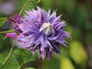Clematis Diamantina - Live Plant in a 3.5 Inch Grower&
