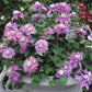 Clematis Diamantina - Live Plant in a 3.5 Inch Grower&