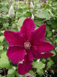 Clematis Ernest Markham - Live Plant in a 4 Inch Growers Pot - Clematis &