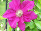 Clematis Ernest Markham - Live Plant in a 4 Inch Growers Pot - Clematis &