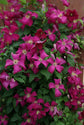 Clematis Madame Julia Correvon - Live Plant in a 4 Inch Growers Pot - Clematis &