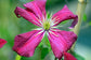 Clematis Madame Julia Correvon - Live Plant in a 4 Inch Growers Pot - Clematis &