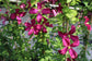 Clematis Madame Julia Correvon - Live Plant in a 4 Inch Growers Pot - Clematis &