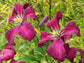 Clematis Madame Julia Correvon - Live Plant in a 4 Inch Growers Pot - Clematis &