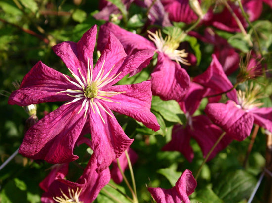 Clematis Madame Julia Correvon - Live Plant in a 4 Inch Growers Pot - Clematis &