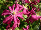 Clematis Madame Julia Correvon - Live Plant in a 4 Inch Growers Pot - Clematis &