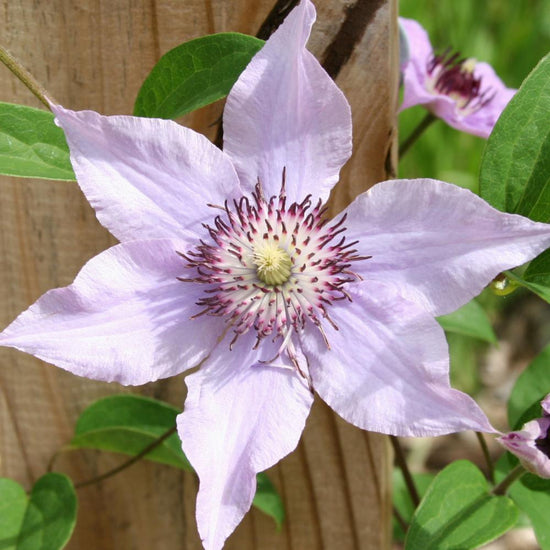 Clematis Pink Climador - Live Plant in a 4 Inch Growers Pot - Clematis &