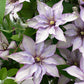 Clematis Samaritan Jo - Live Plant in a 3.5 Inch Grower&