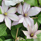 Clematis Samaritan Jo - Live Plant in a 3.5 Inch Grower&