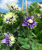 Clematis Taiga - Live Plant in a 3.5 Inch Grower&