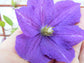 Clematis Violet Charm - Live Starter Plant in a 4 Inch Growers Pot - Clematis &