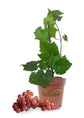 Grape Vine Plant - Live Plant in a 4 Inch Growers Pot - Variety is Grower&
