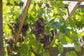 Grape Vine Plant - Live Plant in a 4 Inch Growers Pot - Variety is Grower&