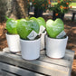 Hoya Message Plant - Hoya Kerrii Heart - Live Plant in a 2 Inch Pot - Hoya Kerrii - Rare Cactus Succulent from Florida