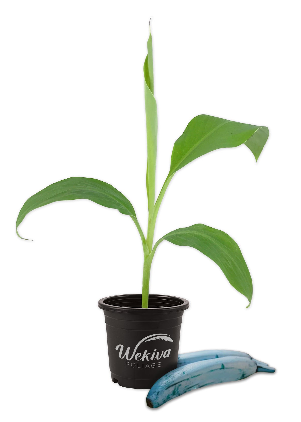 Live Ice Cream Banana Plant – Blue Banana Tree Starter, 4-6 Inches Tall, Hardy Variety, No Pot Included