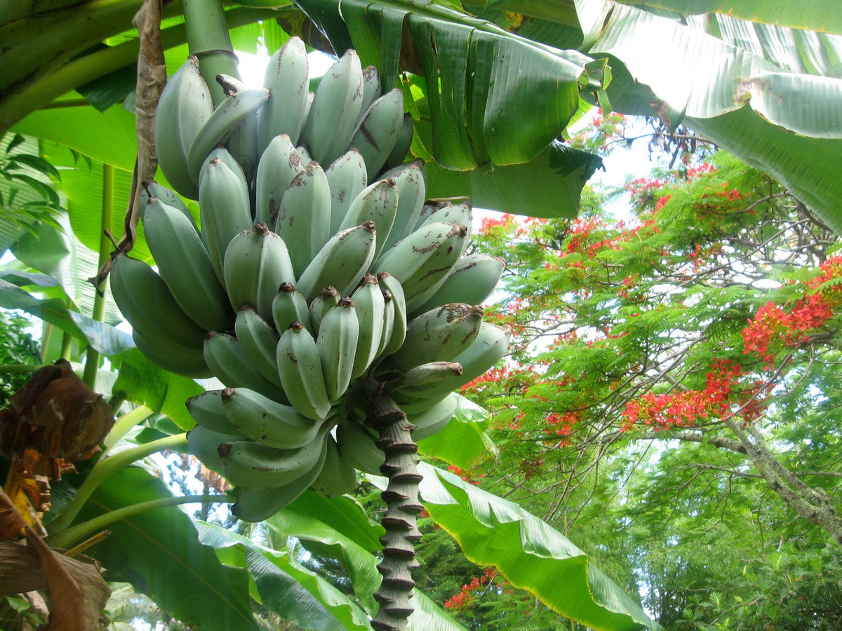 Java Fruir Ice Cream Banana Tree - Live Tree in a 4 Inch Pot - Blue Java - Edible ...
