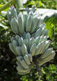 Ice Cream Banana Tree - Live Tree in a 4 Inch Pot - Blue Java - Edible Fruit Bearing Tree for The Patio and Garden
