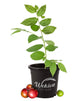 Jamaican Cherry Tree - Strawberry Tree - Live Plant in a 4 Inch Grower&