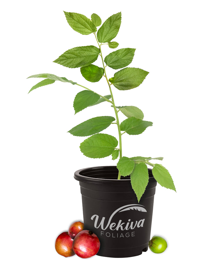planting a cherry tree in a pot Jamaican Cherry Tree - Strawberry Tree