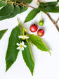 Jamaican Cherry Tree - Strawberry Tree - Live Plant in a 4 Inch Grower&