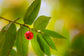 Jamaican Cherry Tree - Strawberry Tree - Live Plant in a 4 Inch Grower&