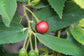 Jamaican Cherry Tree - Strawberry Tree - Live Plant in a 4 Inch Grower&
