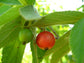 Jamaican Cherry Tree - Strawberry Tree - Live Plant in a 4 Inch Grower&