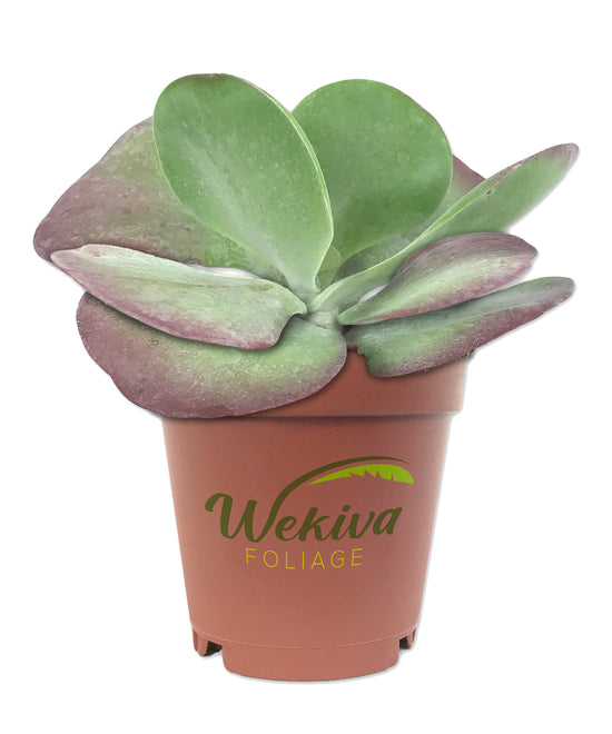 Kalanchoe Flapjacks - Live Plant in a 4 Inch Pot - Kalanchoe Luciae - Drought Tolerant Indoor Outdoor Cacti Succulent Houseplant