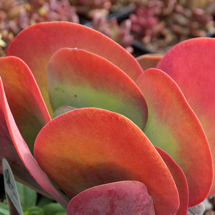 plant flapjack succulent Kalanchoe Flapjacks - Live Plant in a 4 Inch Pot - Kalanchoe Luciae