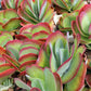 Kalanchoe Flapjacks - Live Plant in a 4 Inch Pot - Kalanchoe Luciae - Drought Tolerant Indoor Outdoor Cacti Succulent Houseplant