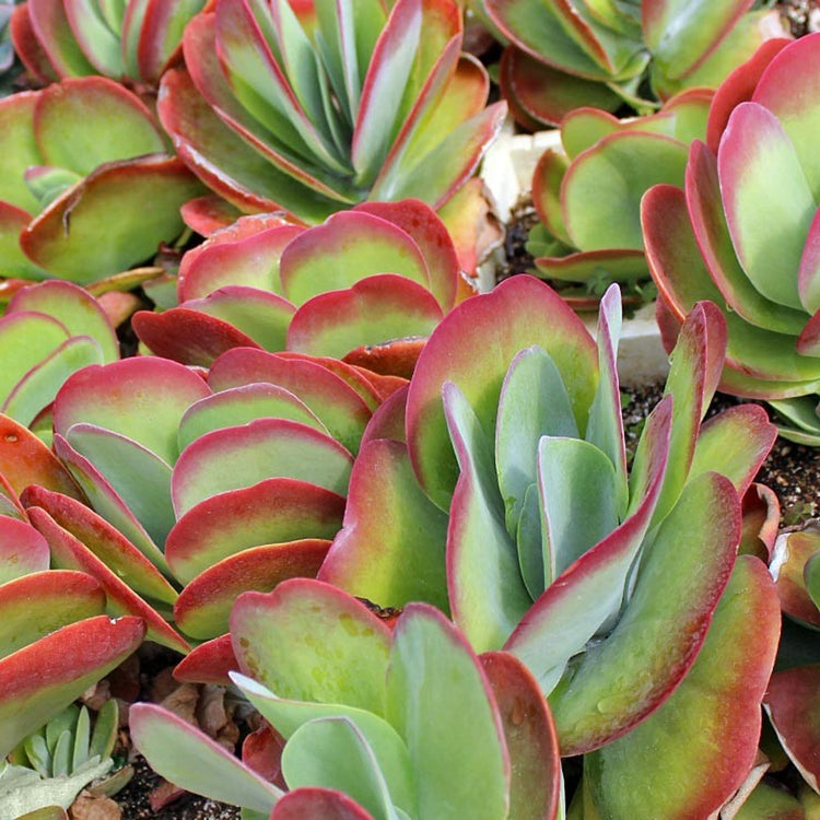 kalanchoe flapjacks succulent Kalanchoe Flapjacks - Live Plant in a 4 Inch Pot - Kalanchoe Luciae