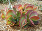 Kalanchoe Flapjacks - Live Plant in a 4 Inch Pot - Kalanchoe Luciae - Drought Tolerant Indoor Outdoor Cacti Succulent Houseplant