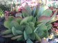 Kalanchoe Flapjacks - Live Plant in a 4 Inch Pot - Kalanchoe Luciae - Drought Tolerant Indoor Outdoor Cacti Succulent Houseplant