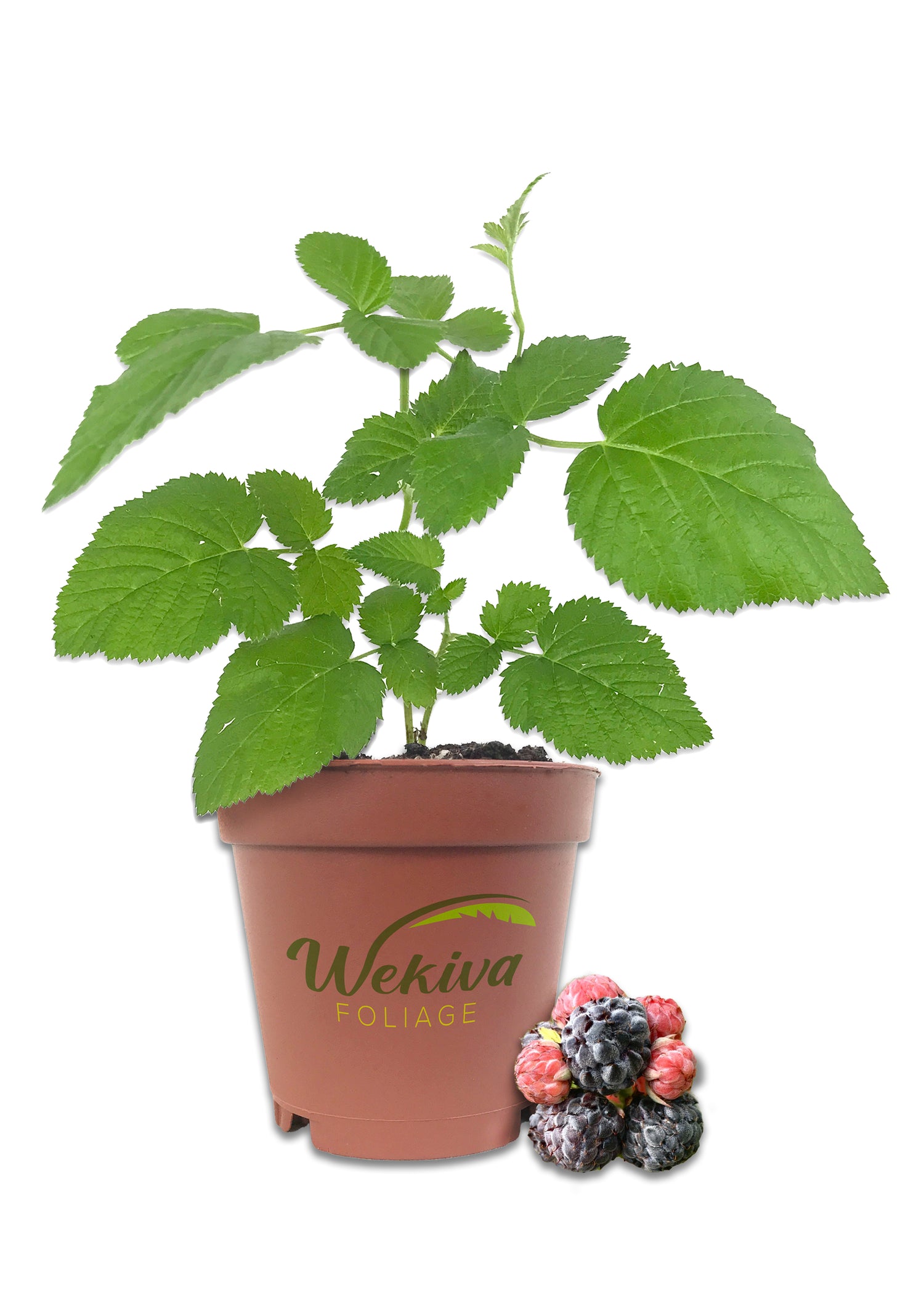 Mysore Raspberry Bush - Live Starter Plants - Rubus Niveus - Edible Fr ...