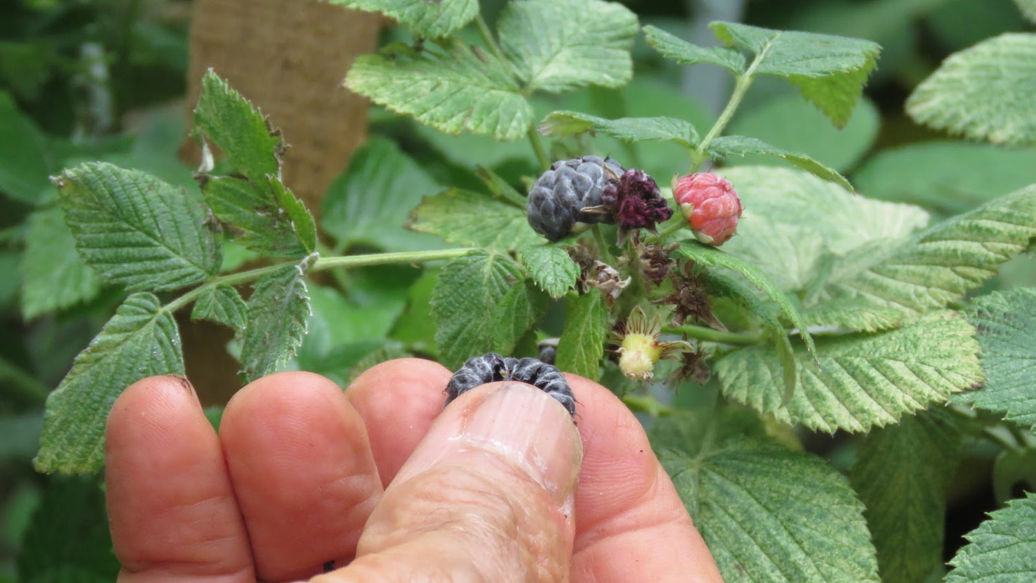 Mysore Raspberry Bush - Live Starter Plants - Rubus Niveus - Edible Fr ...