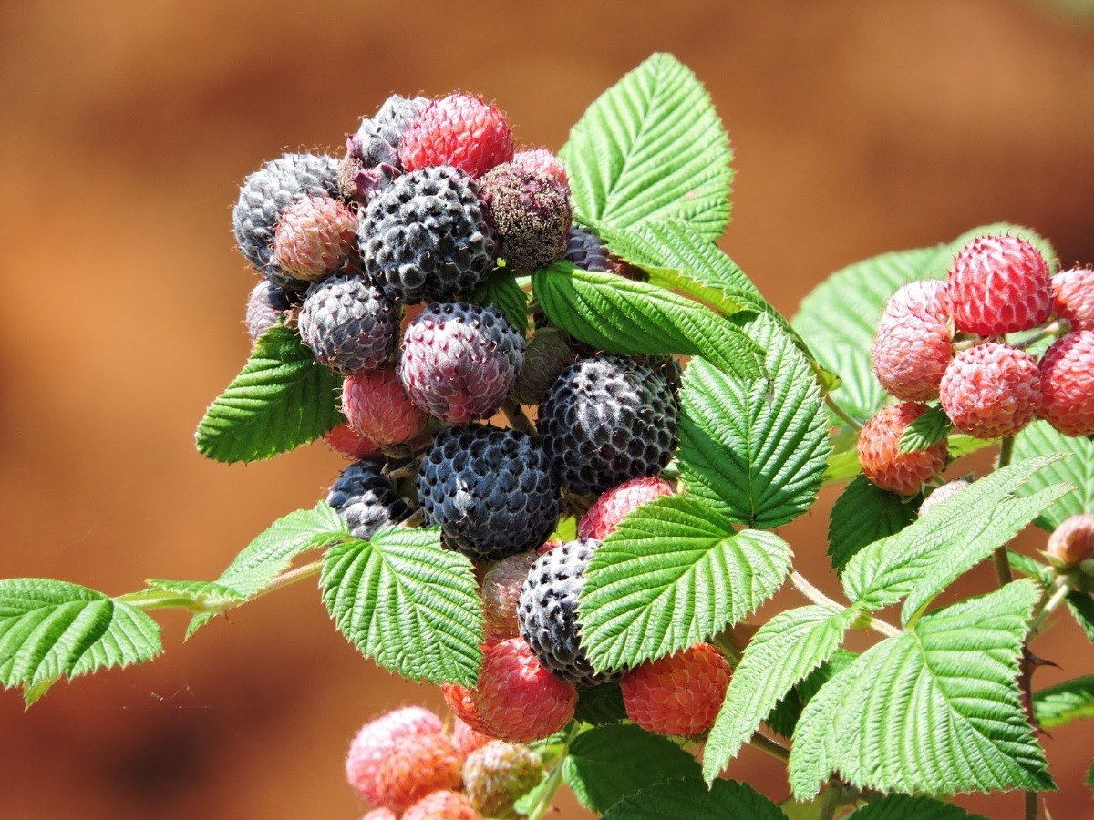 Mysore Raspberry Bush - Live Starter Plants - Rubus Niveus - Edible Fr ...