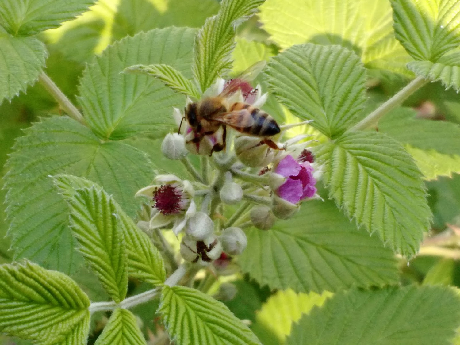Mysore Raspberry Bush - Live Starter Plants - Rubus Niveus - Edible Fr ...
