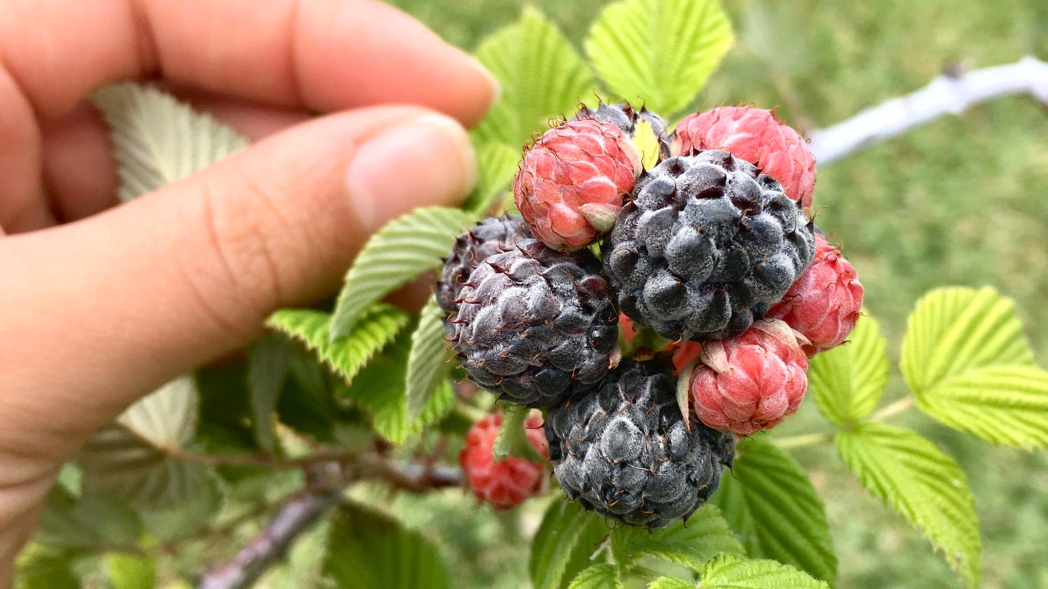 Mysore Raspberry Bush - Live Starter Plants - Rubus Niveus - Edible Fr ...