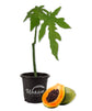 Papaya Tree - Live Plant in a 4 Inch Pot - Variety Grower&