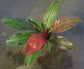 Philodendron Sun Red - Live Plant in a 4 Inch Pot - Philodendron Selloum &