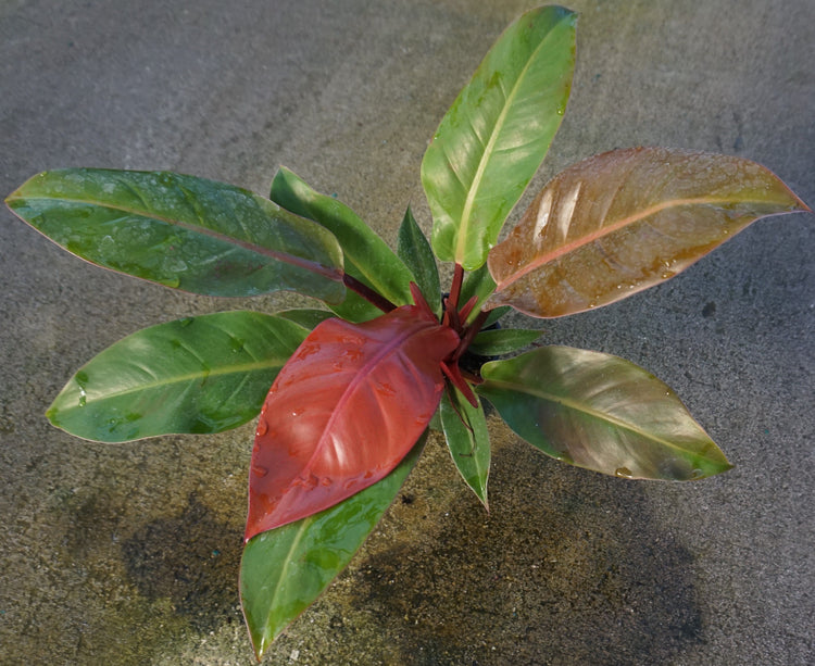 full grown philodendron sun red Philodendron Sun Red - Live Plant in a 4 Inch Pot