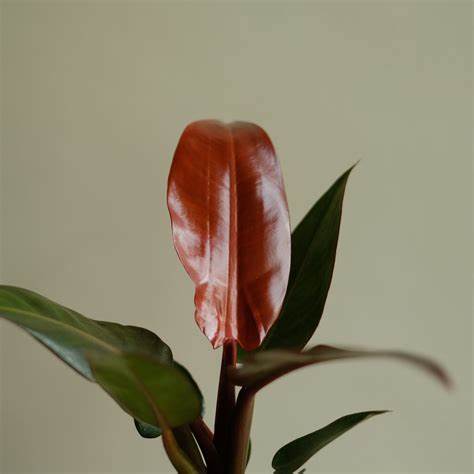 philodendron selloum sun red Wekiva Foliage Philodendron Sun Red - Live Plant in a 4 Inch Pot - Philodendron Selloum 'Sun Red'