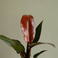 Philodendron Sun Red - Live Plant in a 4 Inch Pot - Philodendron Selloum &