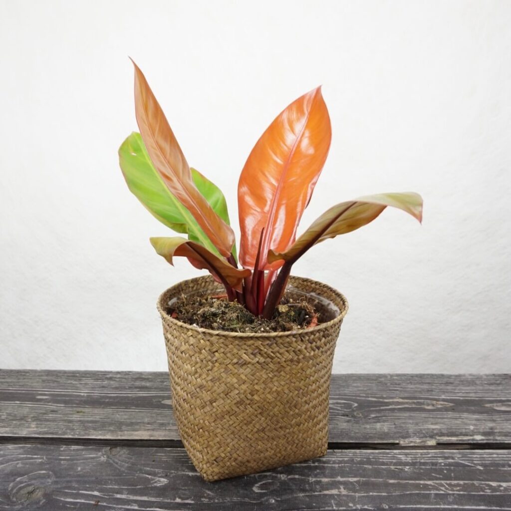 philodendron sunlight Wekiva Foliage Philodendron Sun Red - Live Plant in a 4 Inch Pot - Philodendron Selloum 'Sun Red'