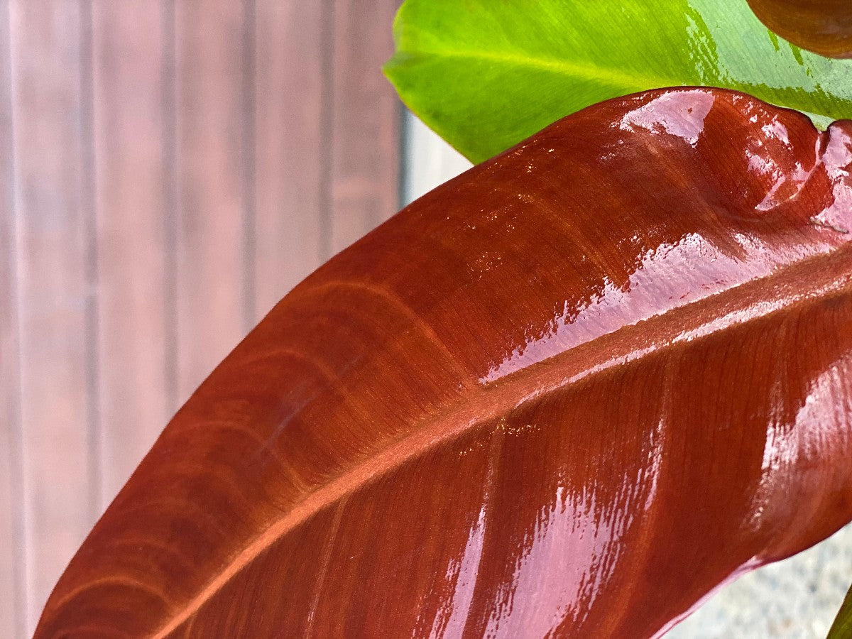philodendron selloum sun red Wekiva Foliage Philodendron Sun Red - Live Plant in a 4 Inch Pot - Philodendron Selloum 'Sun Red'