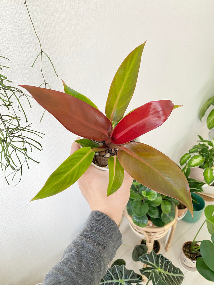 red sun philodendron rare Philodendron Sun Red - Live Plant in a 4 Inch Pot
