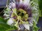 Purple Possum Passion Fruit Plant - Live Starter Plants - Passiflora &