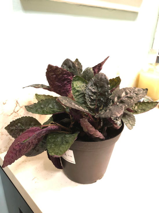 Purple Waffle Plant - Live Plant in a 4 Inch Pot - Hemigraphis Alternata - Rare and Elegant Indoor Houseplant